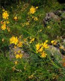 Youngia tenuifolia. Цветущее растение. Респ. Хакасия, Бейский р-н, долина р. Уй, южный горный склон. 01.08.2012.