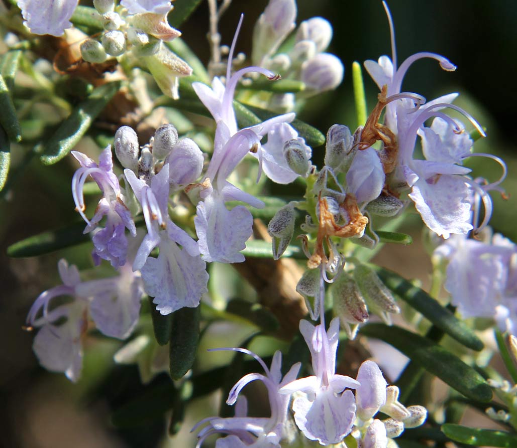 Image of Rosmarinus officinalis specimen.