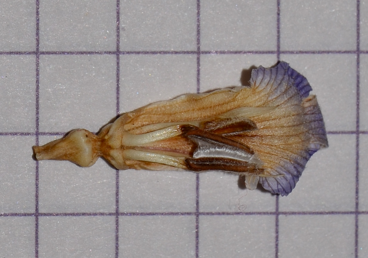 Image of Blepharis attenuata specimen.