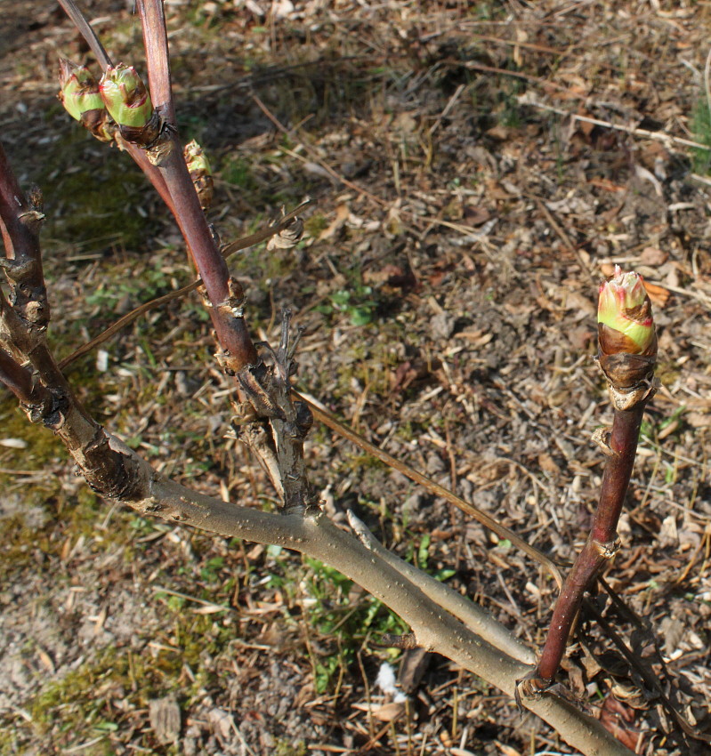 Image of Paeonia delavayi specimen.