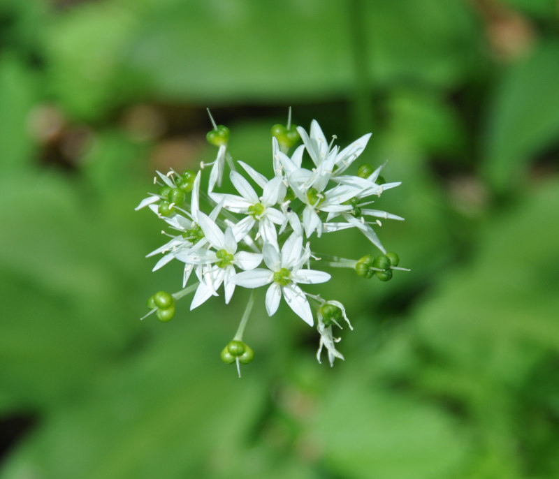 Image of Allium ursinum specimen.