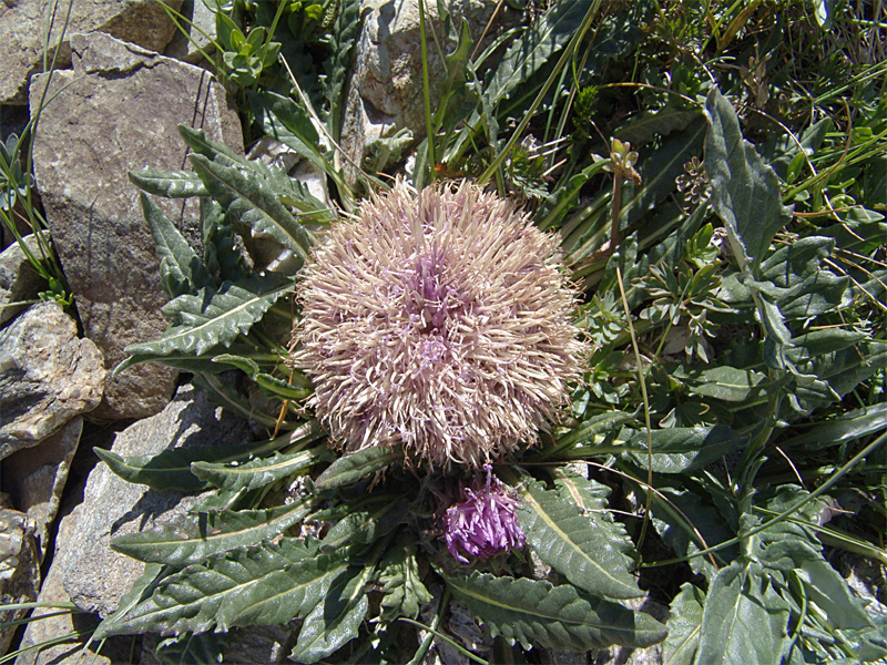 Изображение особи Jurinella moschus.