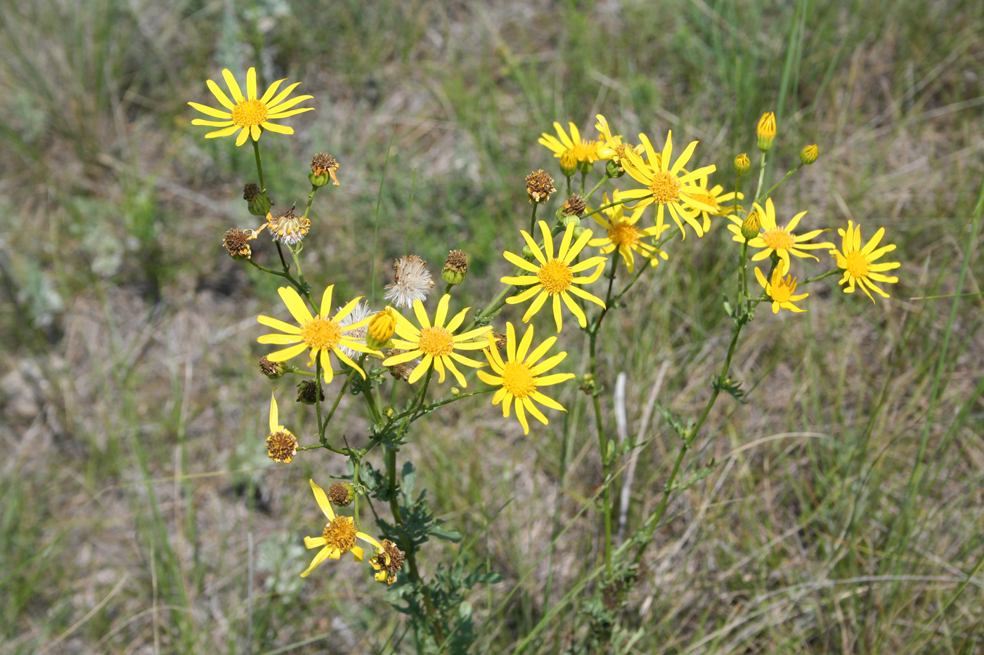 Изображение особи Senecio jacobaea.