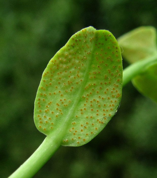 Изображение особи Euphorbia borodinii.