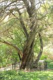 Cupressus macrocarpa. Нижняя часть ствола взрослого дерева. Крым, Ялтинский горсовет, пос. Никита, Никитский ботанический сад, в культуре. 15 мая 2014 г.
