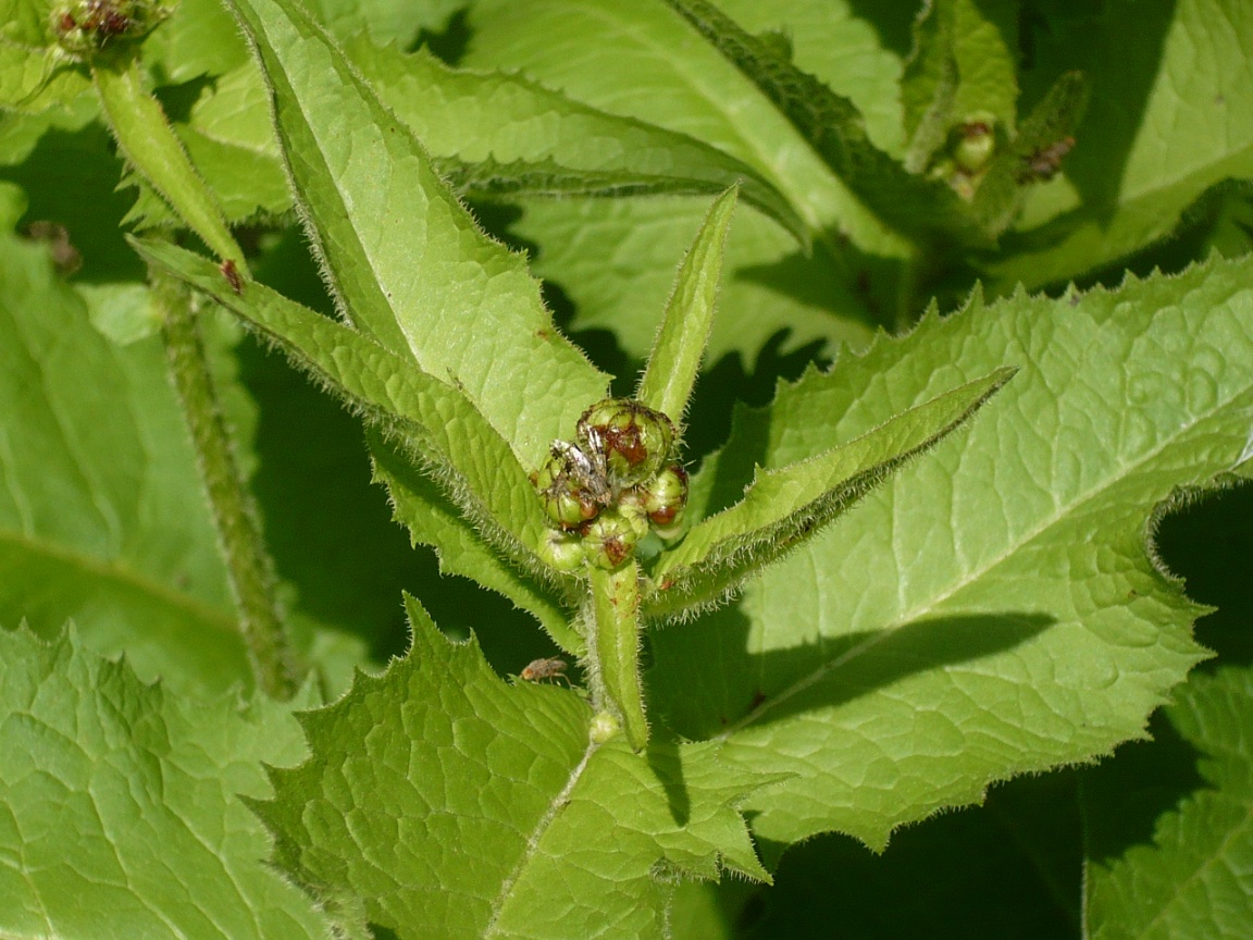 Image of Crepis sibirica specimen.