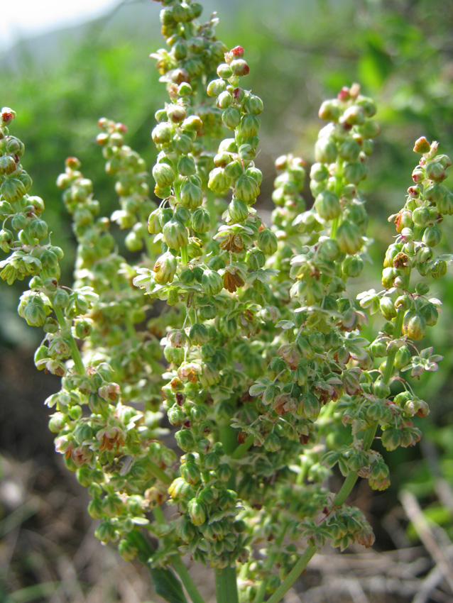 Изображение особи Rumex tuberosus.