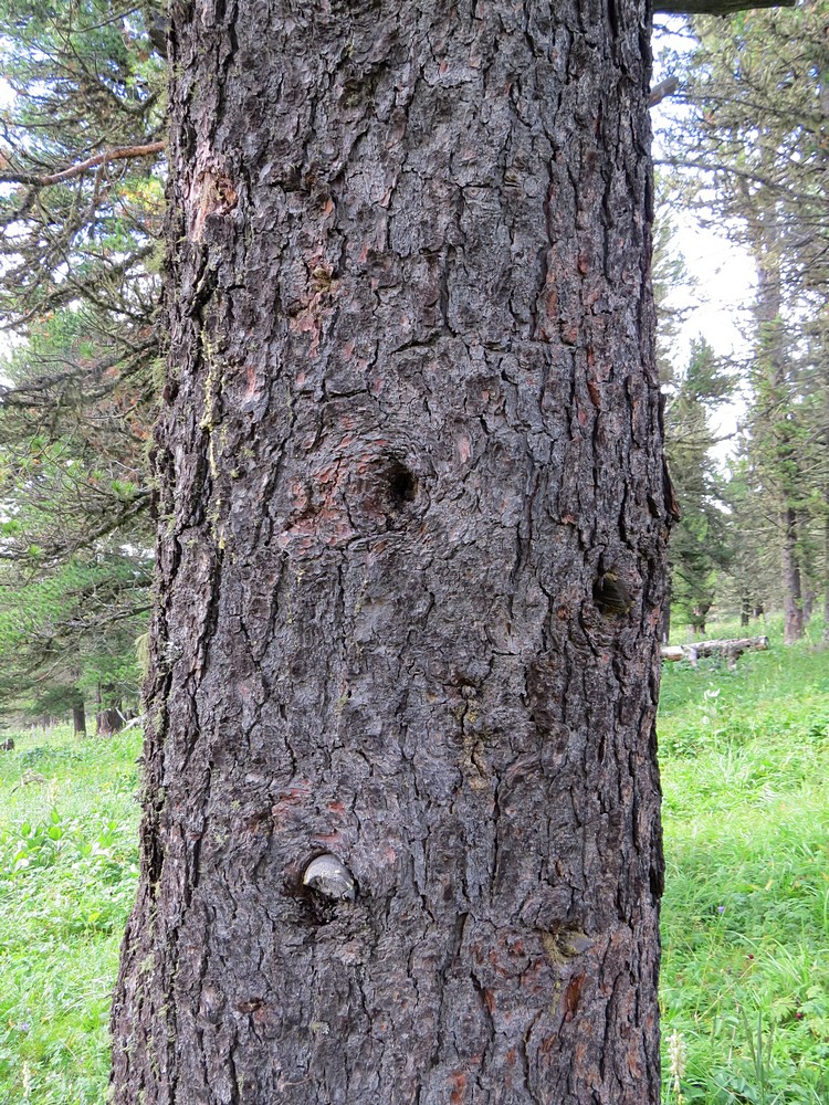 Изображение особи Pinus sibirica.