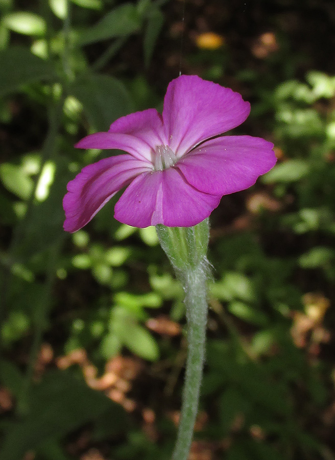 Image of Lychnis coronaria specimen.