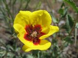 Rosa persica. Цветок. Казахстан, хр Каратау, ущ. Беркара, 650 м.н.у.м. 1 мая 2011 г.
