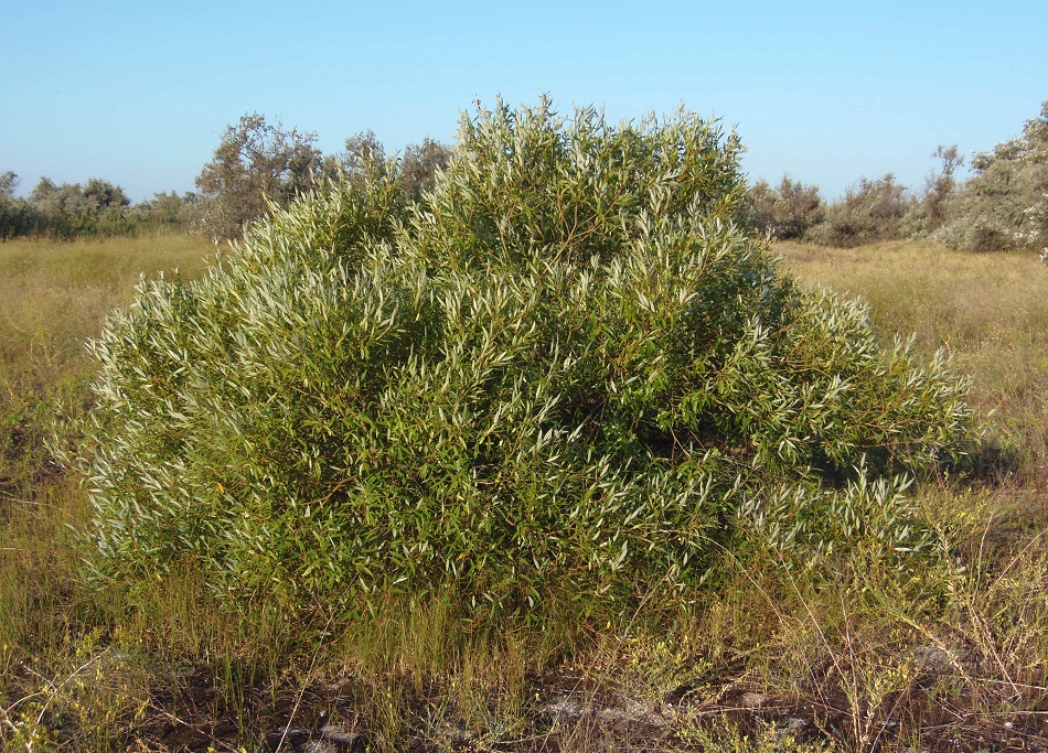 Image of Salix triandra specimen.