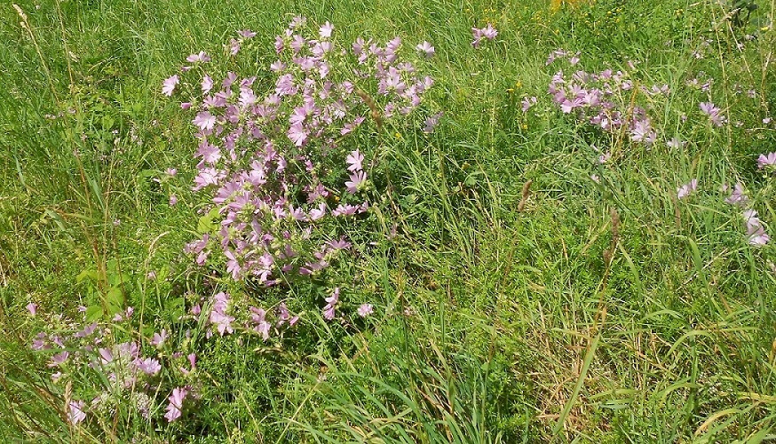 Image of Malva moschata specimen.