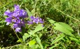 Campanula glomerata. Верхушка цветущего растения. Якутия, Хангаласский улус, национальный природный парк \"Ленские столбы\". Июль 2013 г.