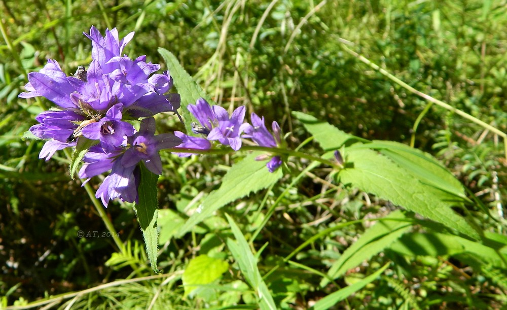 Изображение особи Campanula glomerata.