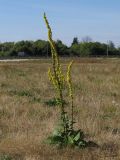 Смотреть изображение Verbascum nigrum