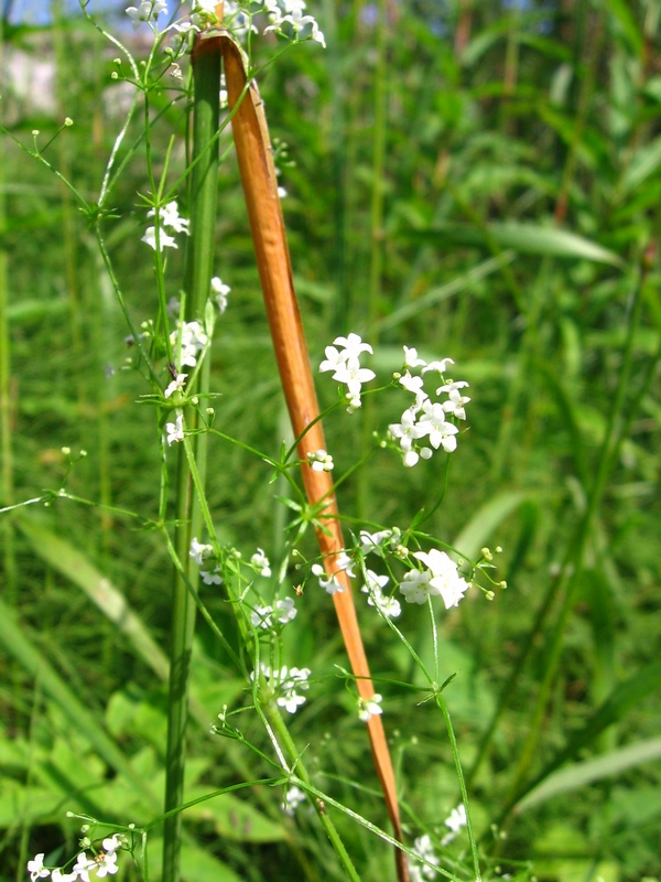 Изображение особи Galium uliginosum.