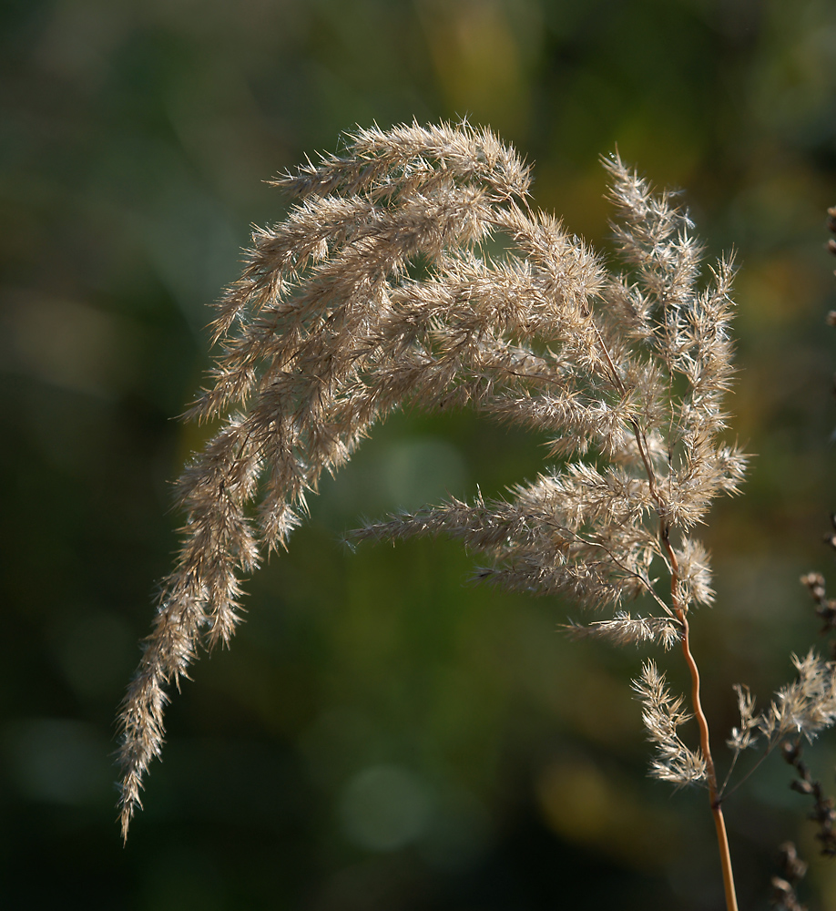 Image of Calamagrostis epigeios specimen.