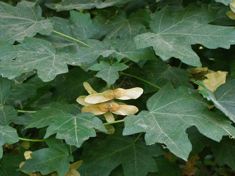 Image of Acer campestre specimen.