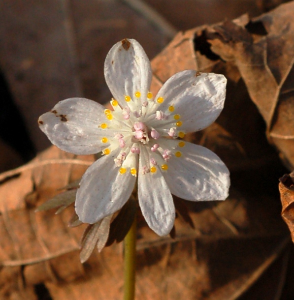 Изображение особи Eranthis stellata.