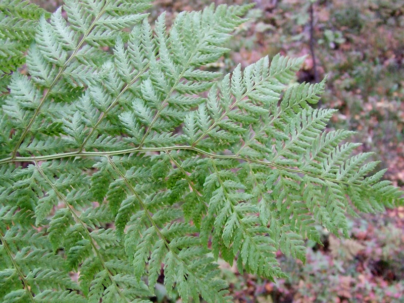 Image of Dryopteris assimilis specimen.