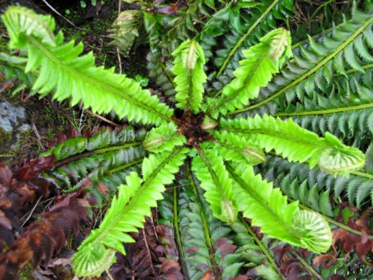 Image of Polystichum lonchitis specimen.