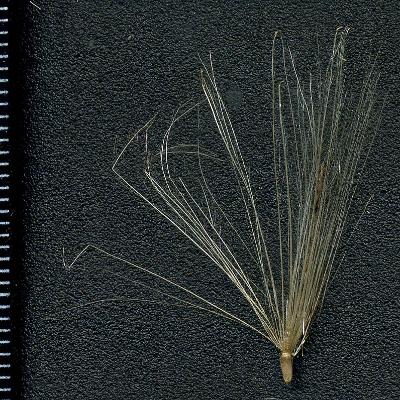 Image of Cirsium setosum specimen.