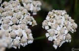 Achillea millefolium