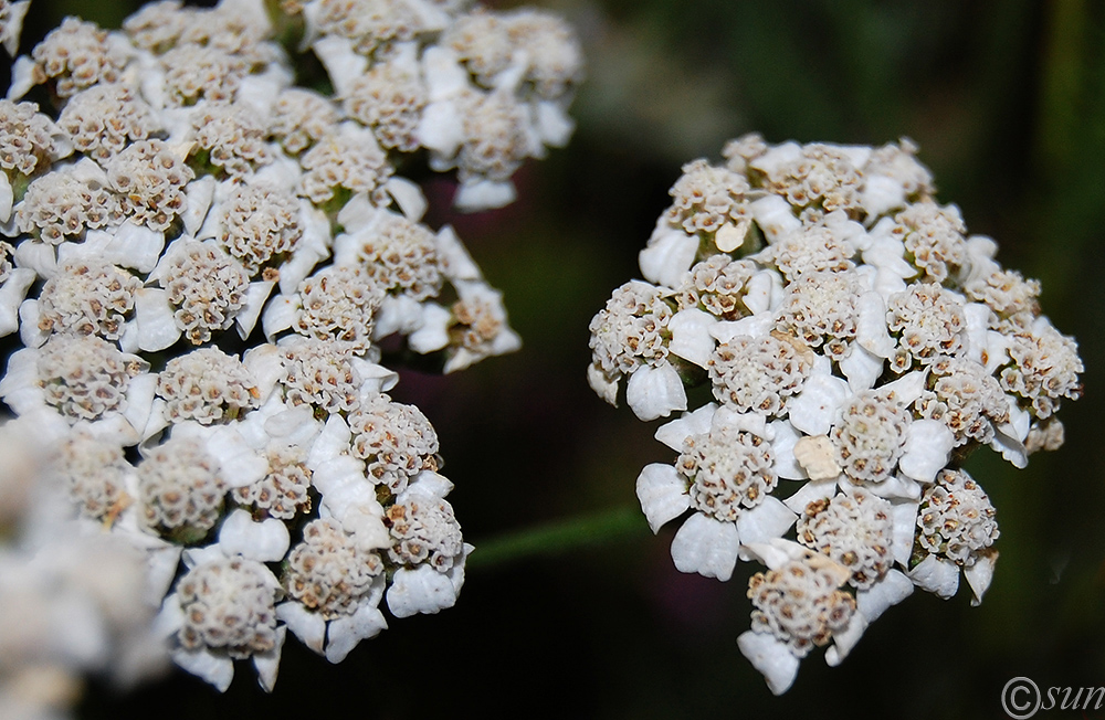 Изображение особи Achillea millefolium.