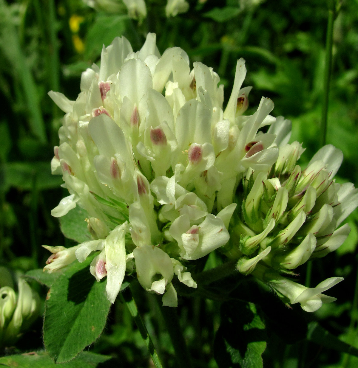 Image of Trifolium canescens specimen.