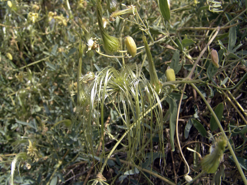 Image of Clematis orientalis specimen.