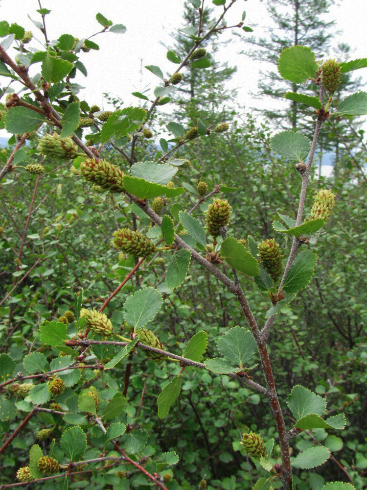 Image of Betula divaricata specimen.