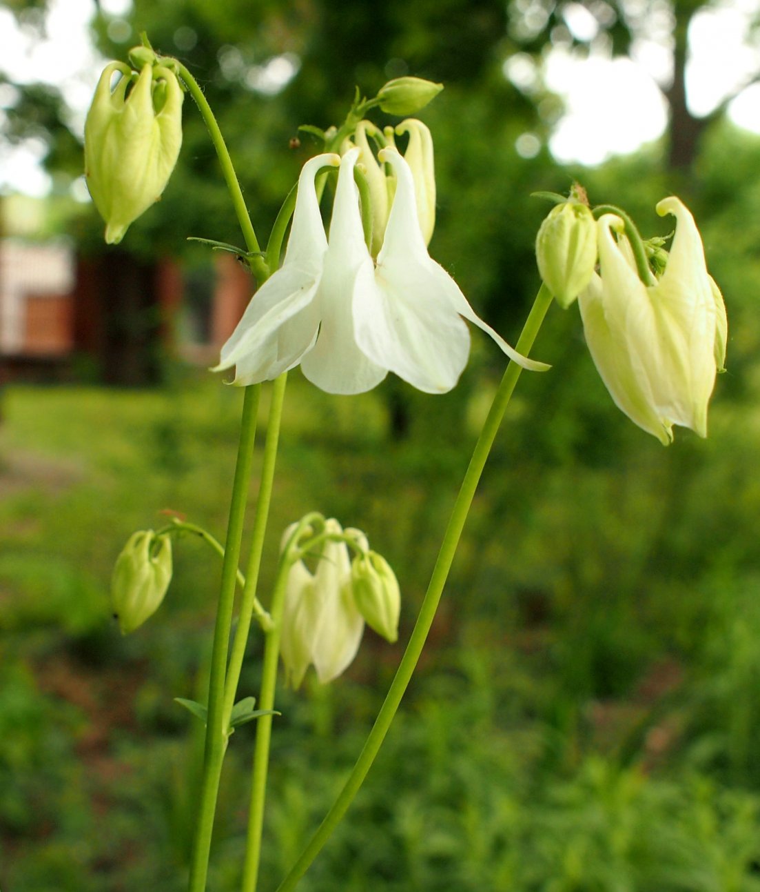 Image of genus Aquilegia specimen.