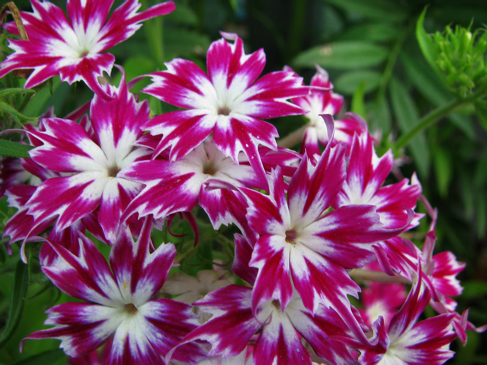 Image of Phlox drummondii specimen.