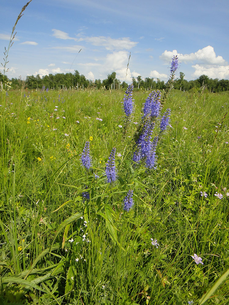 Image of Veronica longifolia specimen.