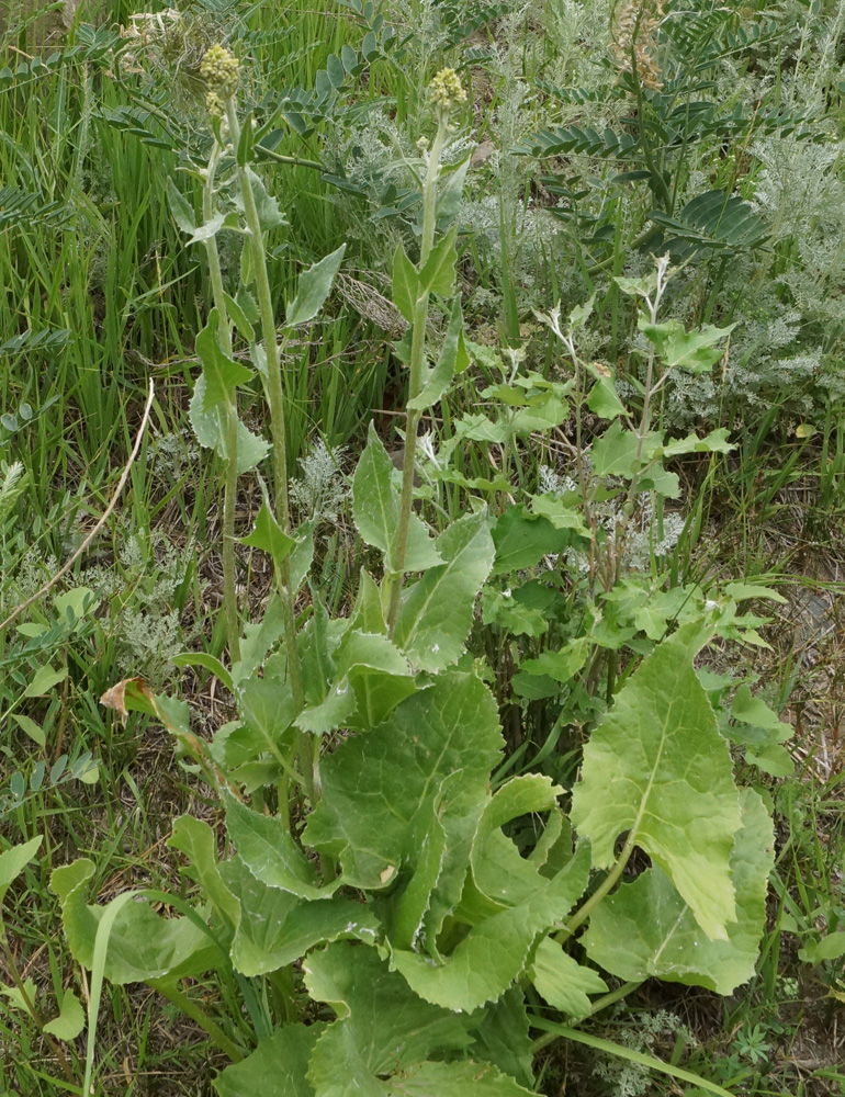 Изображение особи Ligularia songarica.