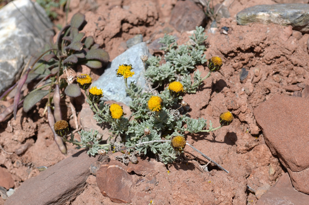 Image of Ajania scharnhorstii specimen.