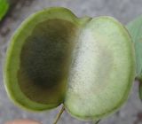 Dioscorea caucasica. Плод. Абхазия, Гудаутский р-н, г. Новый Афон, склон горы. 18 августа 2009 г.