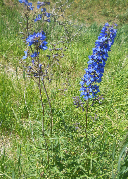 Изображение особи Delphinium elatum.