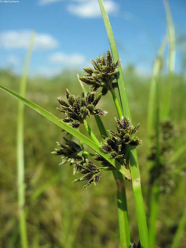 Image of Cyperus fuscus specimen.