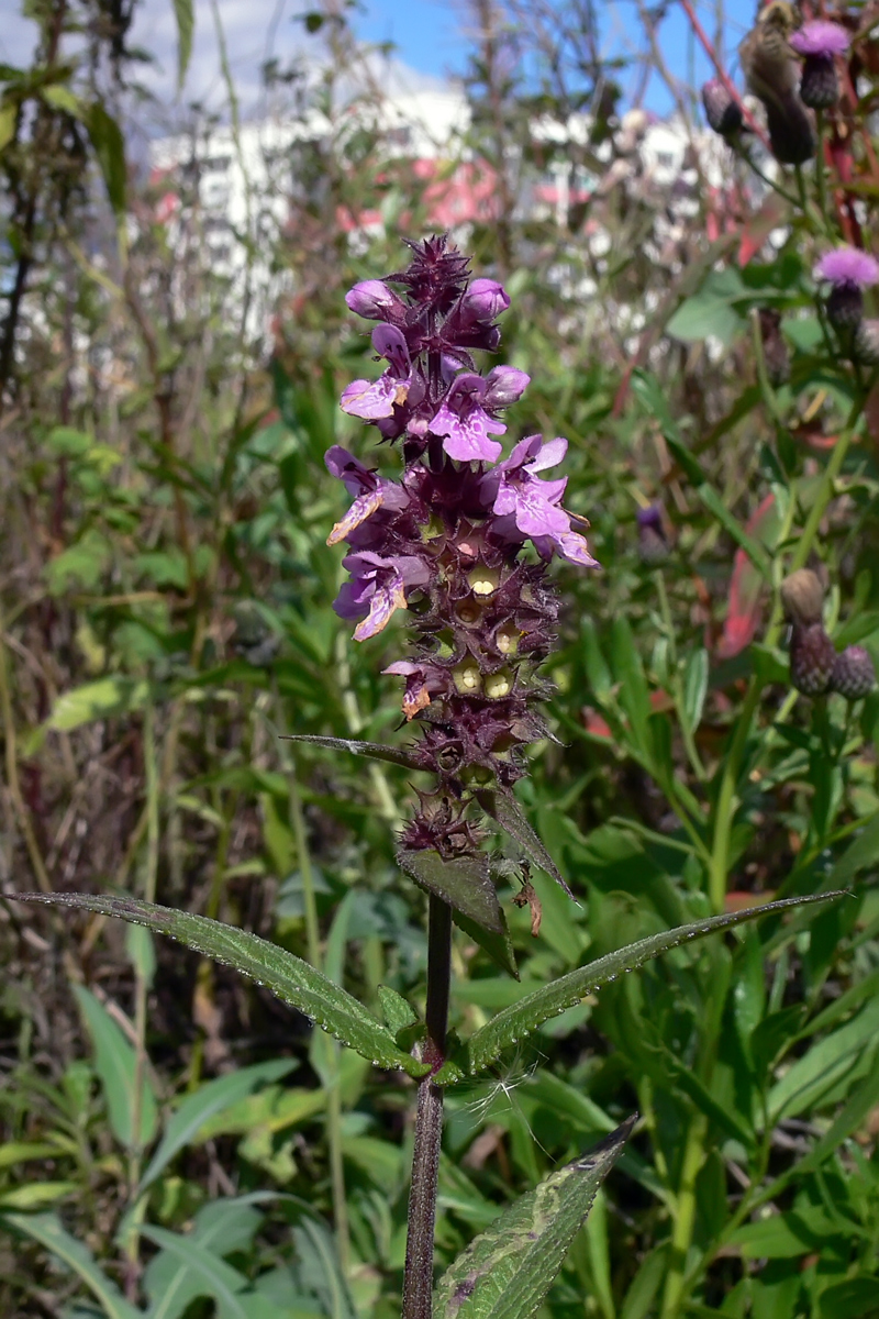 Изображение особи Stachys palustris.