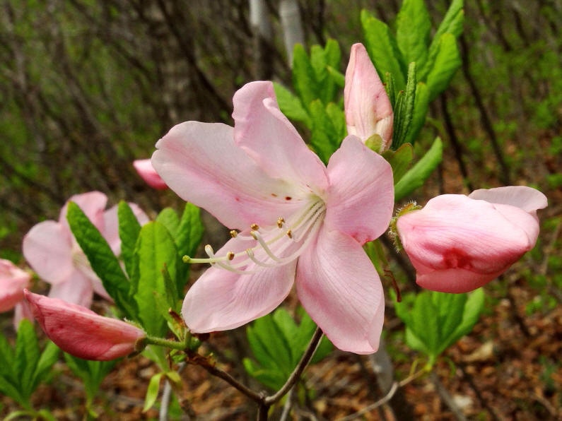 Изображение особи Rhododendron schlippenbachii.