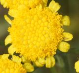 Tanacetum tanacetoides. Соцветие с сидящим на язычковом цветке трипсом. Восточный Казахстан, Уланский р-н, окр. с. Украинка, остепнённый луг. 12.06.2015.