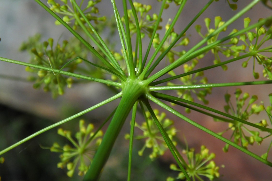 Image of Peucedanum longifolium specimen.