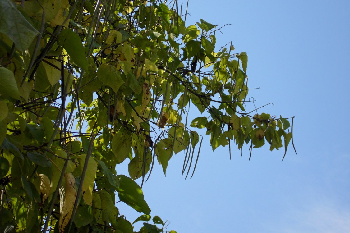 Image of Catalpa bignonioides specimen.