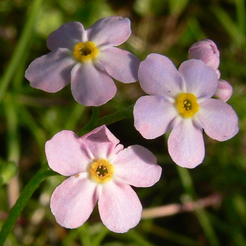 Image of Myosotis palustris specimen.