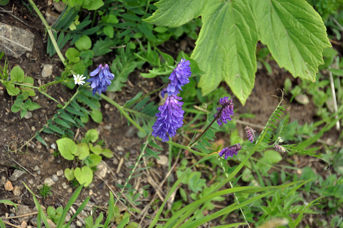 Image of Vicia grossheimii specimen.