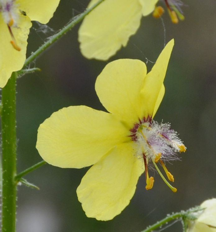 Image of Verbascum roripifolium specimen.