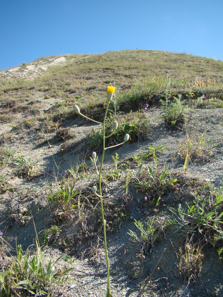 Изображение особи Crepis pannonica.