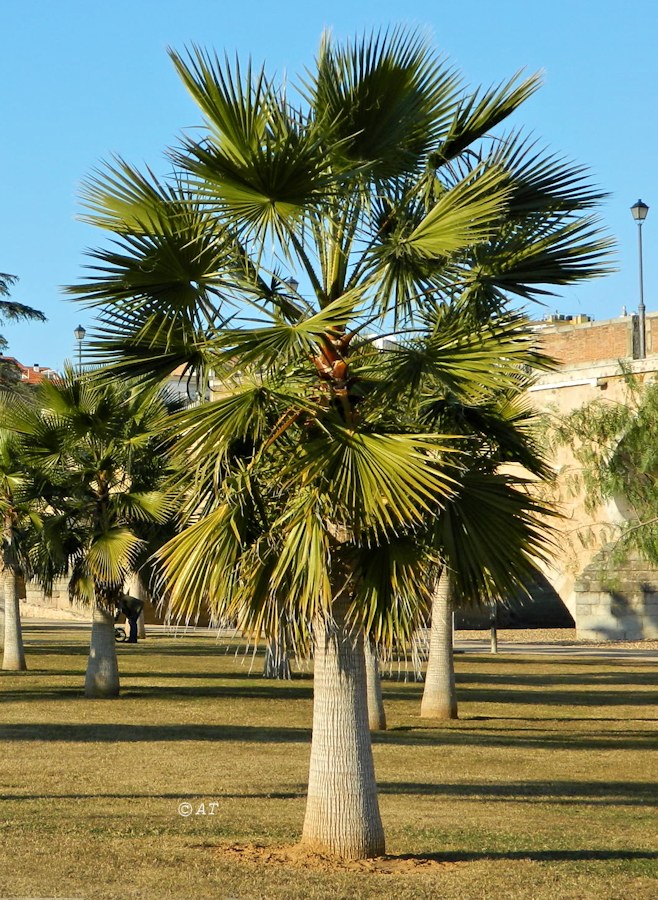 Image of familia Arecaceae specimen.