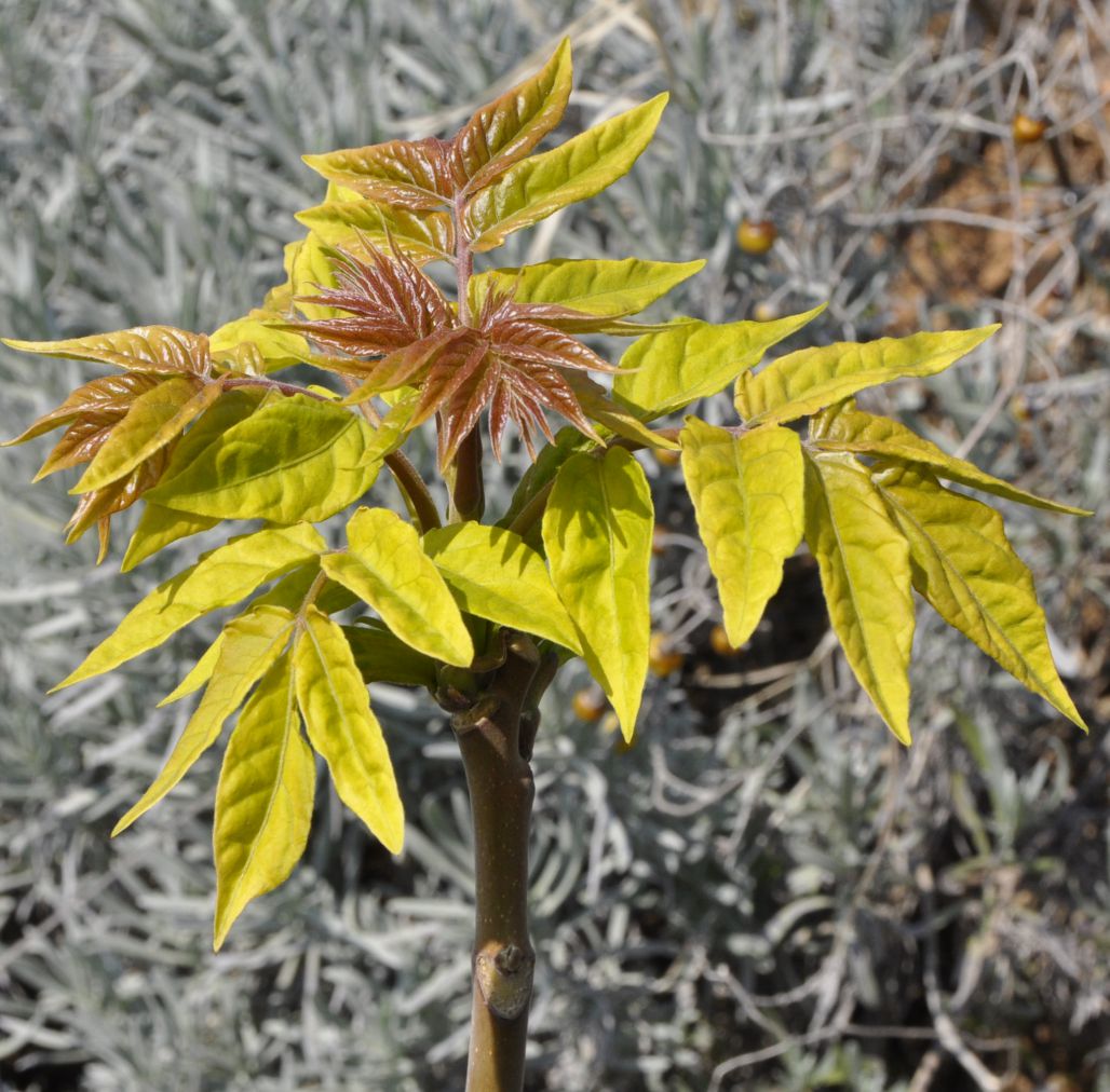 Image of Ailanthus altissima specimen.